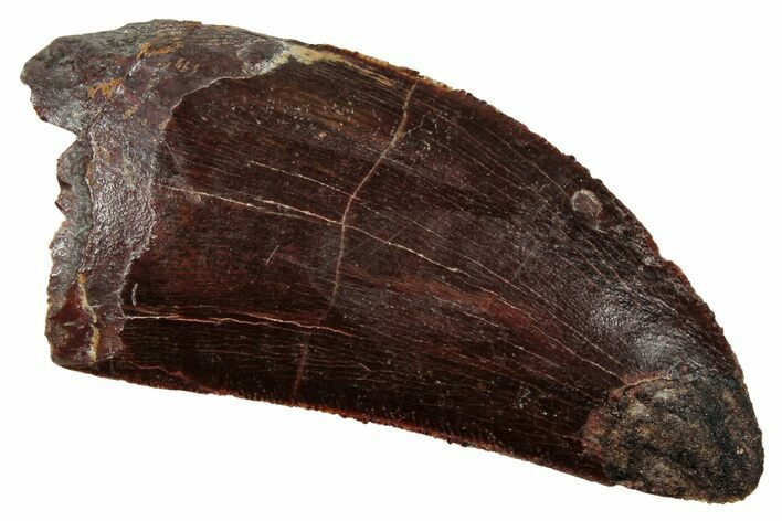 Serrated, Carcharodontosaurus Tooth - Real Dinosaur Tooth #341327